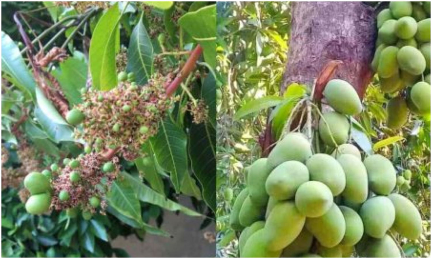 Mango Graft Tips For High Yield