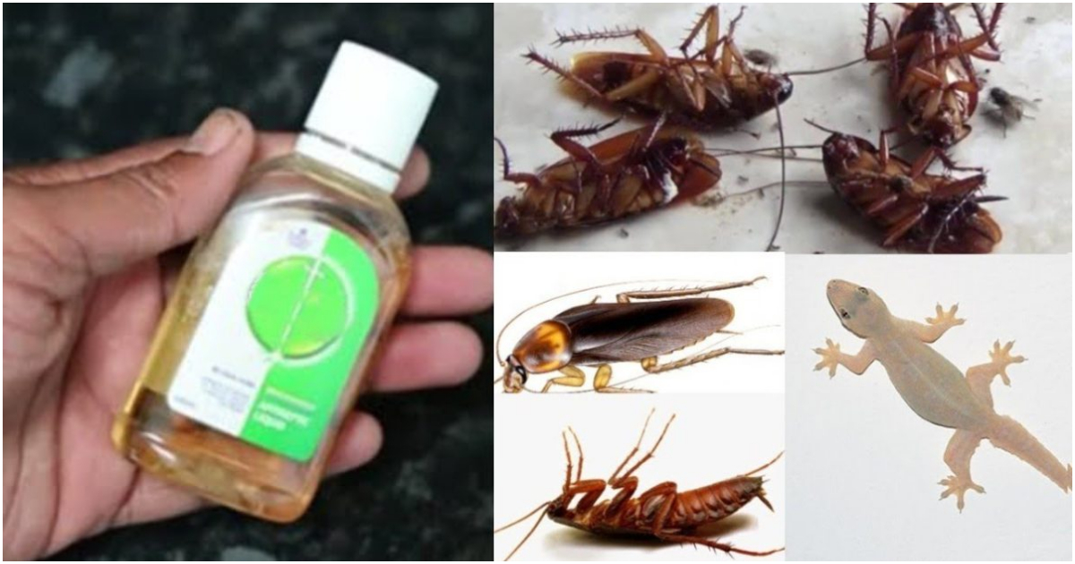 Easy Tip To Get Rid Of Pests Using Dettol