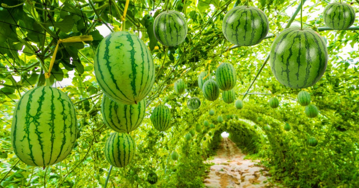 Watermelon Farming Techniques