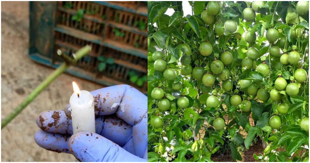 Passion Fruit Cultivation Tip Using candle