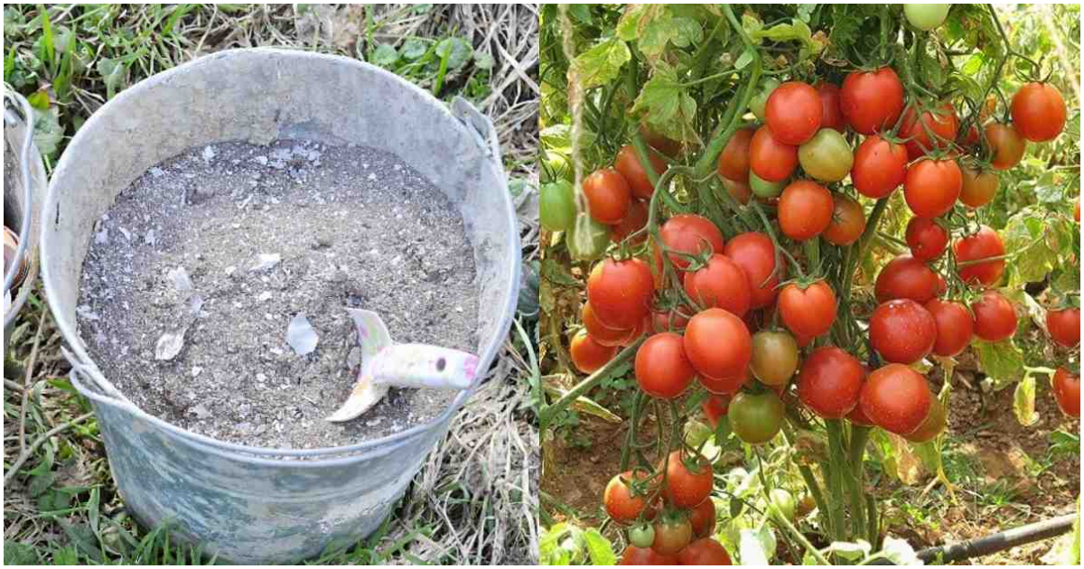 Tomato Cultivation Tip