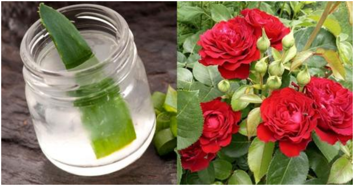 Easy Tip For Growing Rose Flower