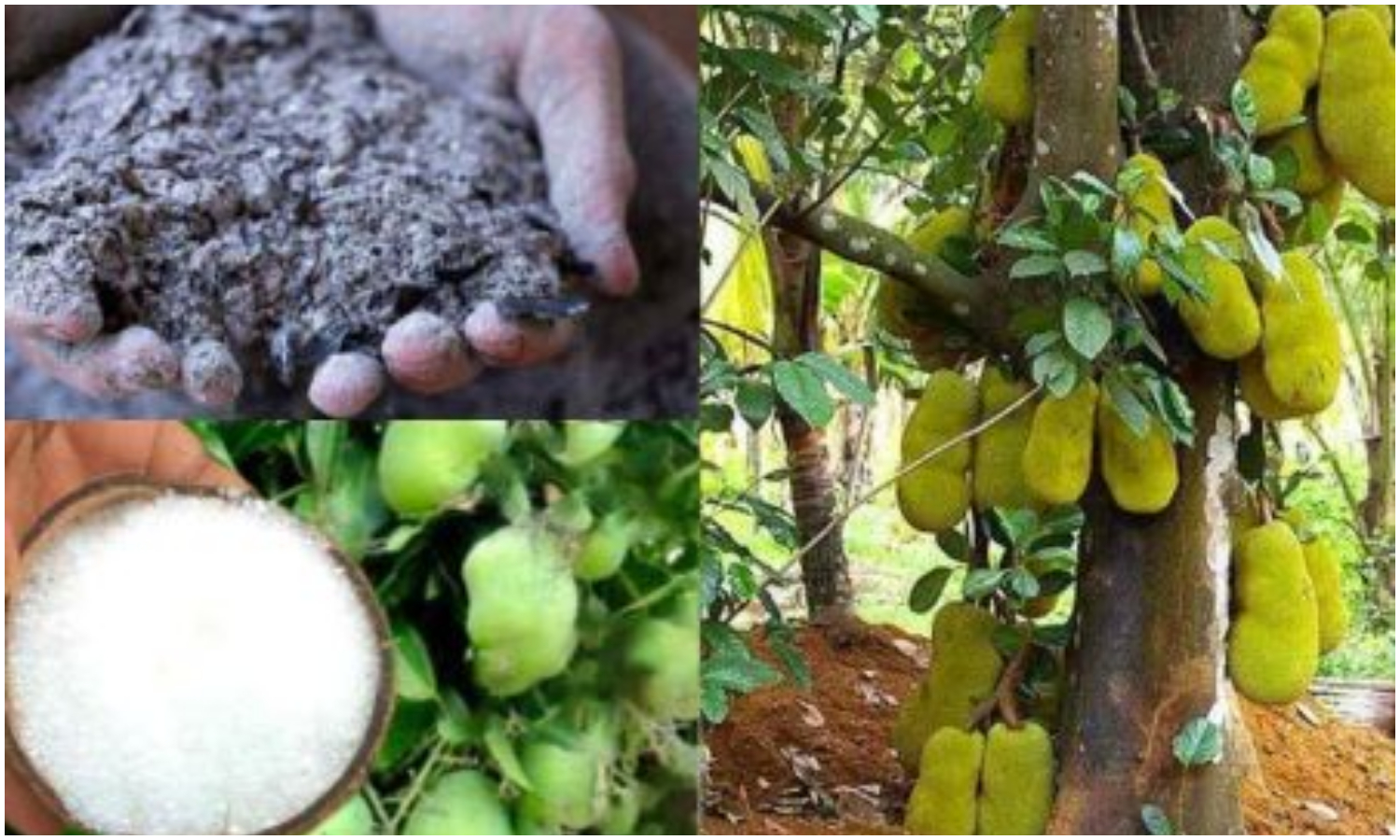 Jackfruit Cultivation Tips