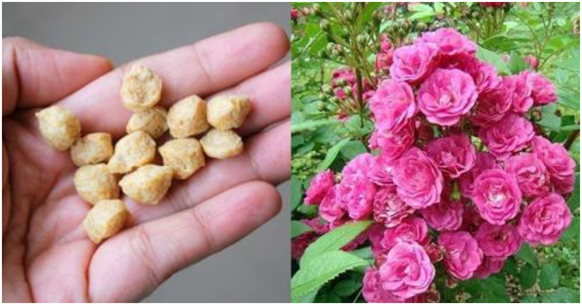 Rose Flowering Tips Using Soya Chunks