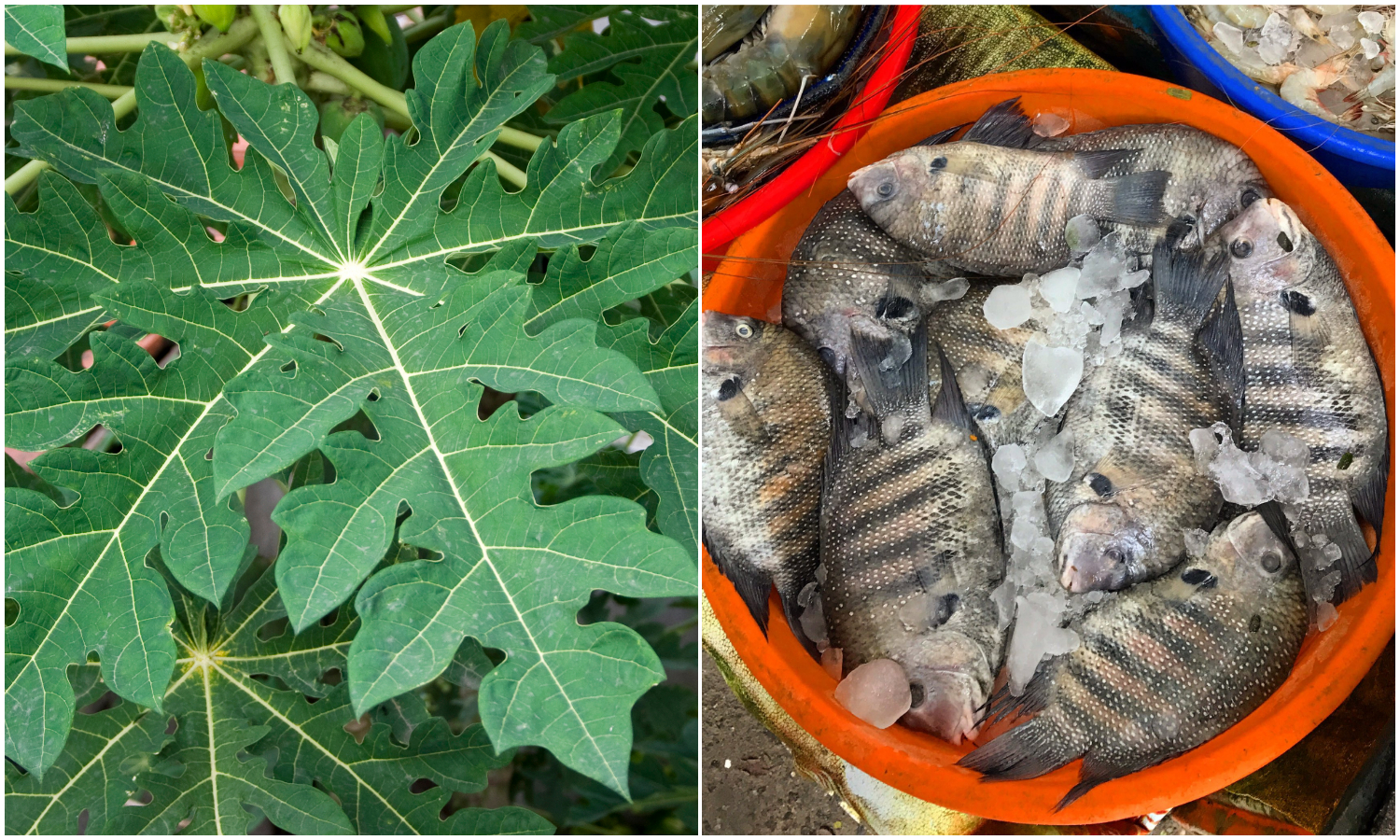 Fish Cleaning Tip Using Papaya Leaf