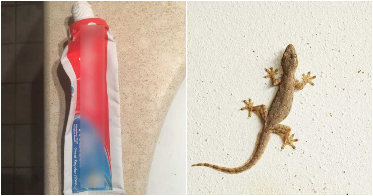 Get Rid OF Lizards From Home