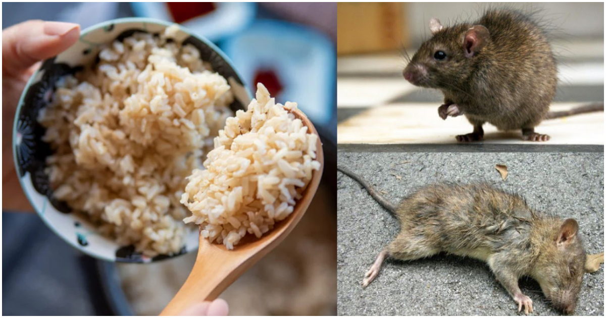 Rice For Get Rid Of Rats