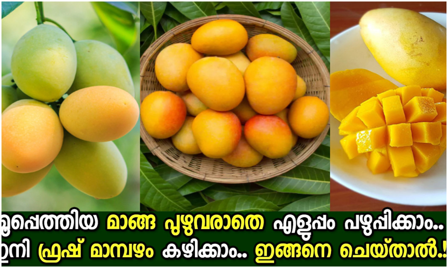 Save Mangoes From Insects