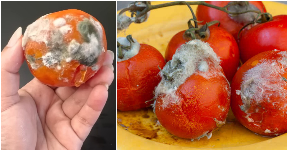 Tips For Using Spoled Tomato Waste