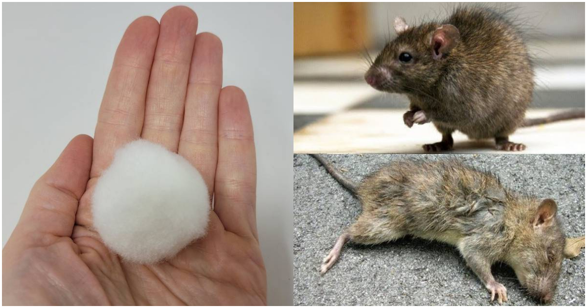 Get Rid Rats Using Cotton