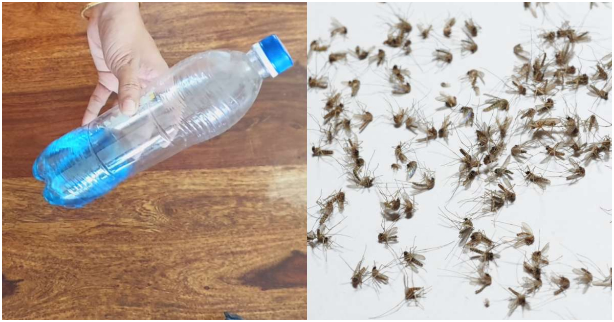 Get Rid Of Mosquitos Easily