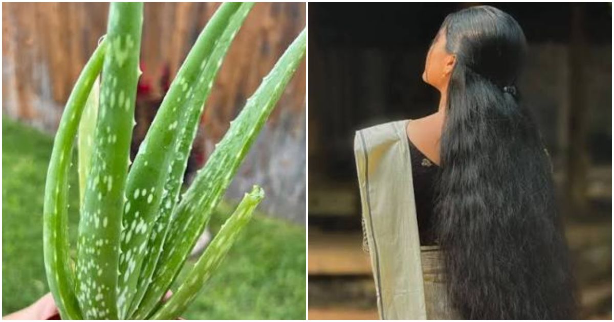 Five Natural Ways to Darken Hair and Maintain Black Pigment Using Aloe Vera
