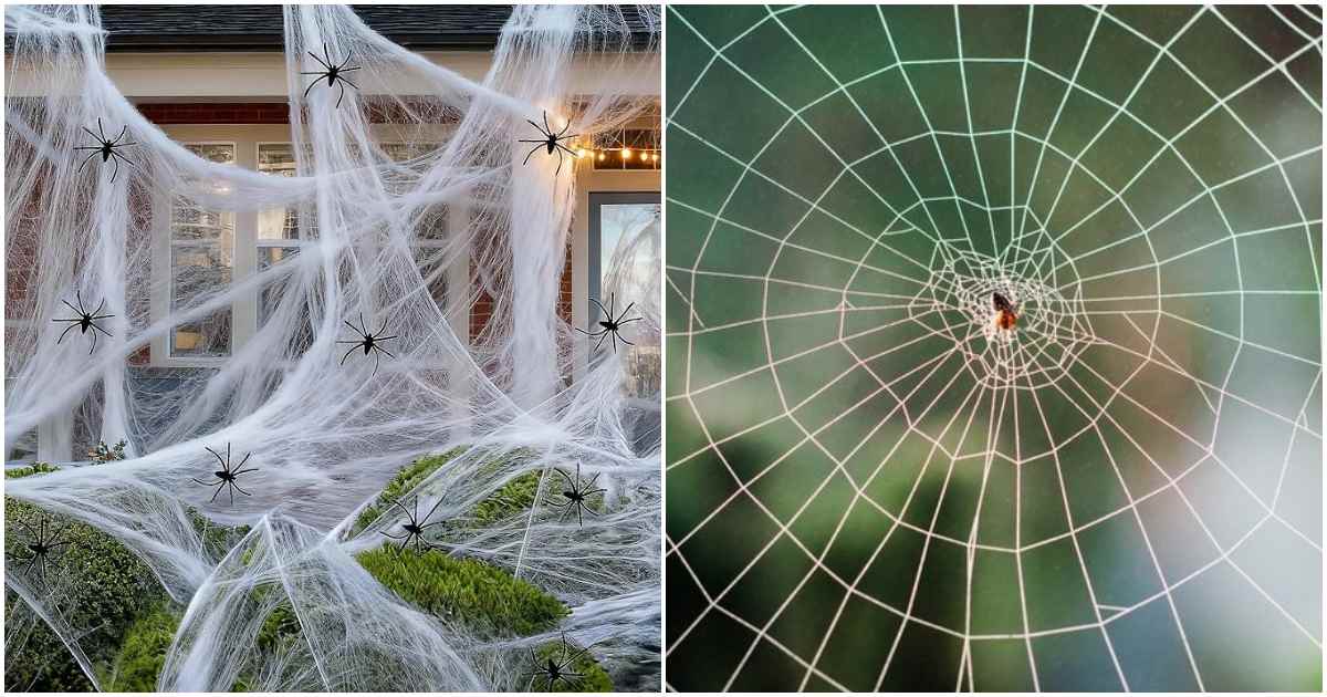 How to Remove and Prevent Spiderwebs at Home Naturally