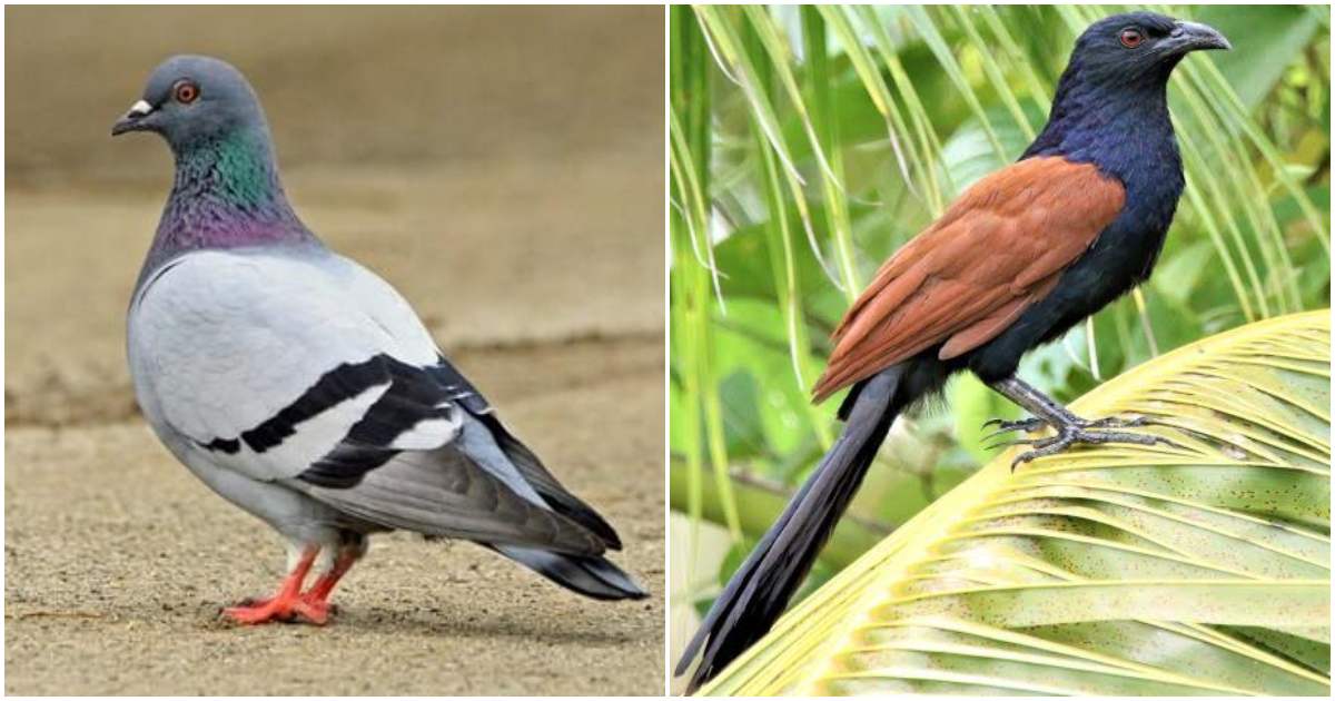 Animal Omens and Their Meanings: What Traditional Beliefs Say About Starting a Journey