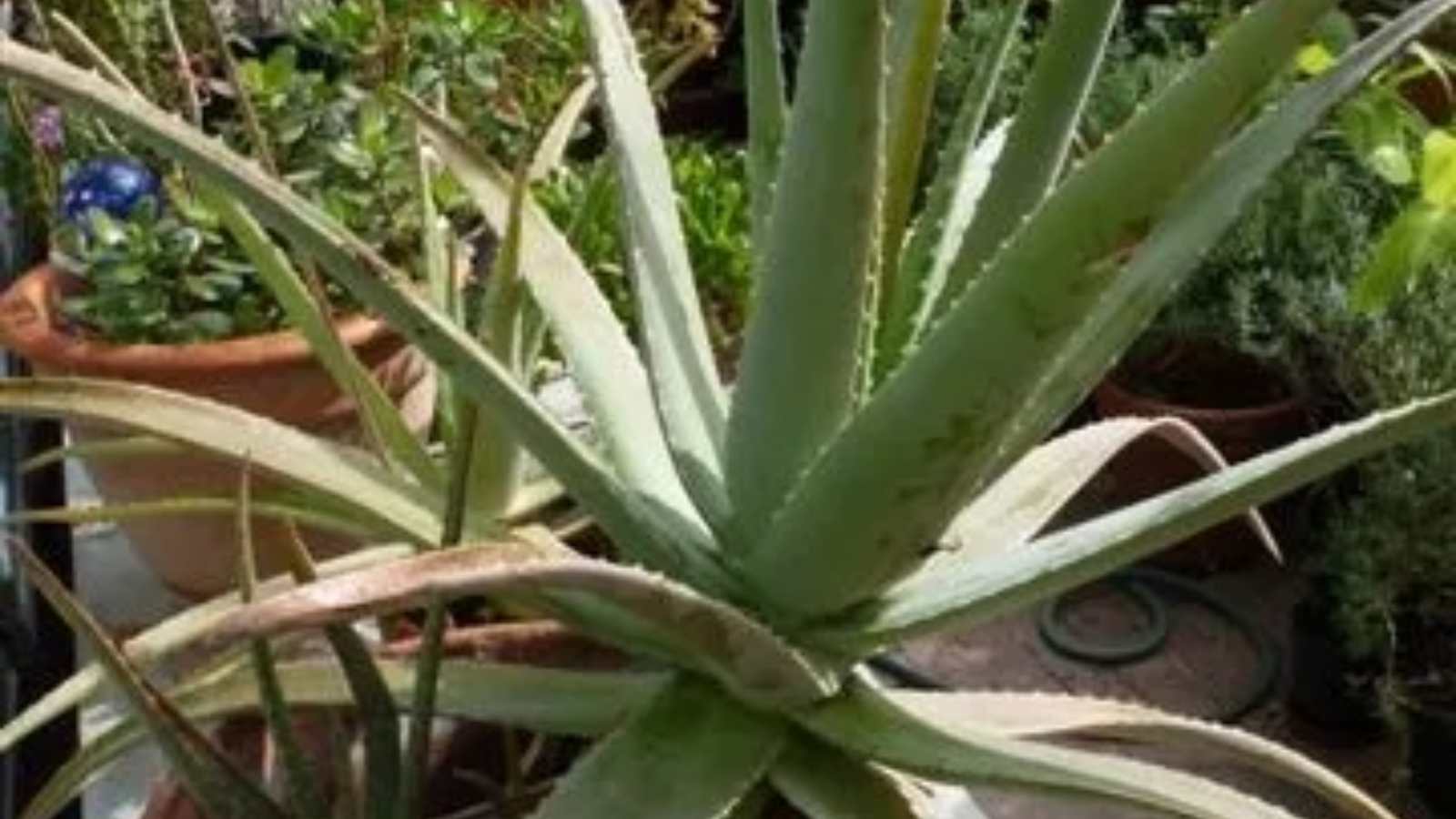 Aloe Vera Vastu Benefits Where to Place It and Which Plants to Avoid