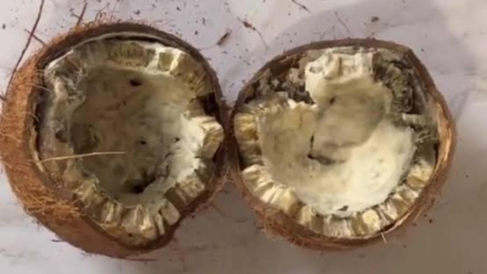 Don't Throw Away Old or Rancid Coconut Clever Ways to Repurpose It