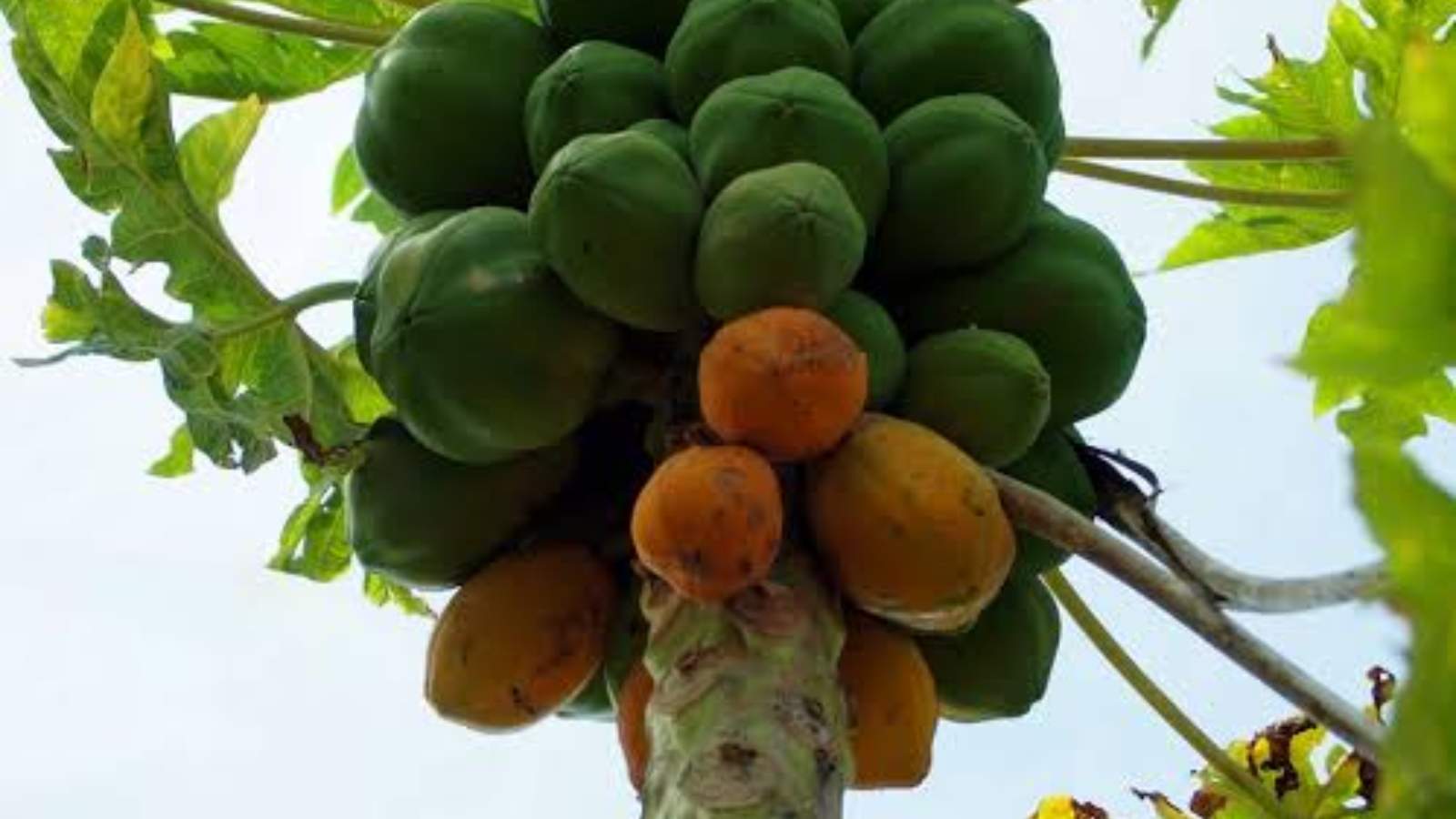 Papaya Cultivation in Kerala: Essential Tips for Heavy Fruiting and Healthy Growth
