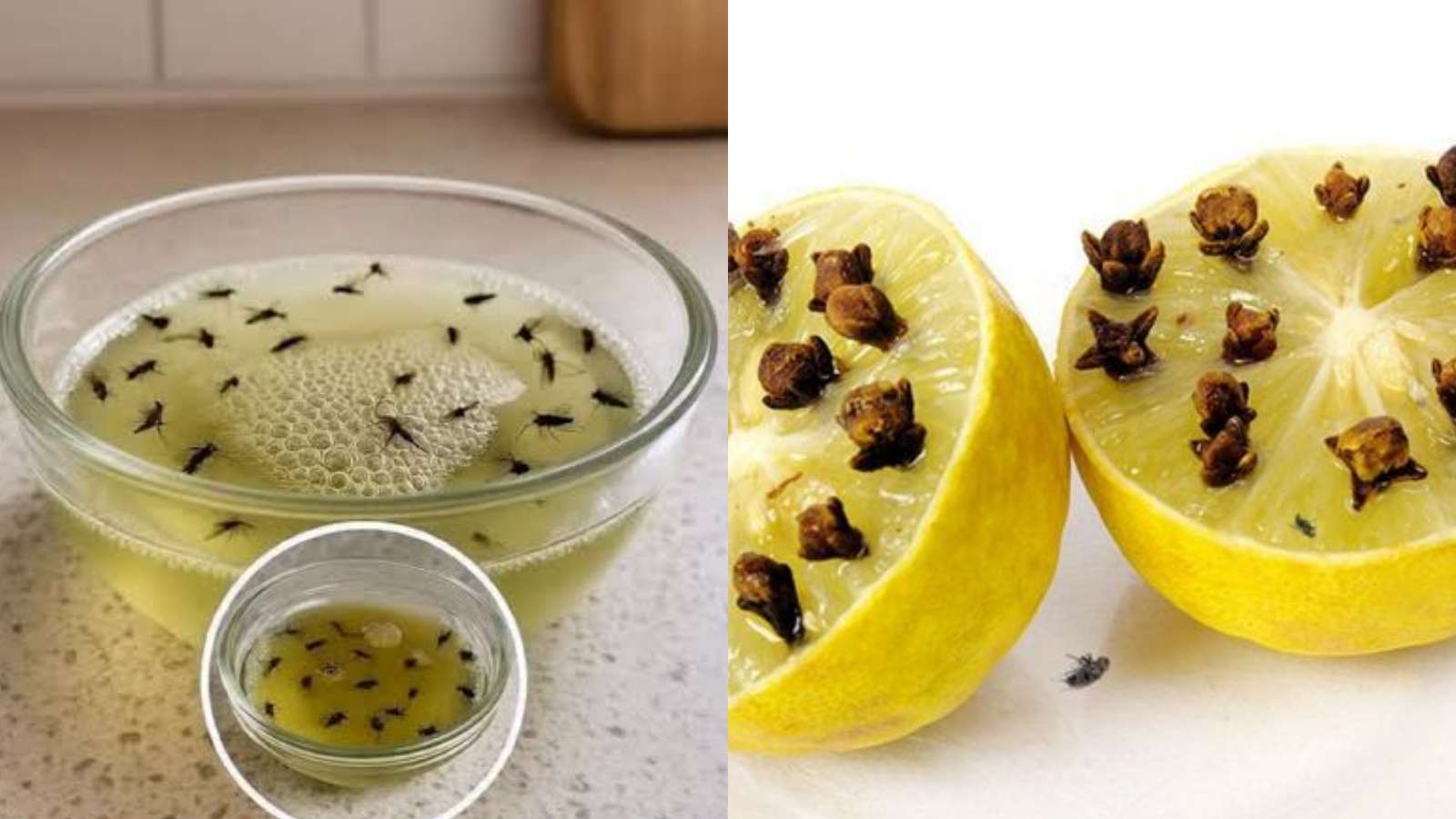 How to Get Rid of Flies Permanently Effective Tips for a Fly-Free Home