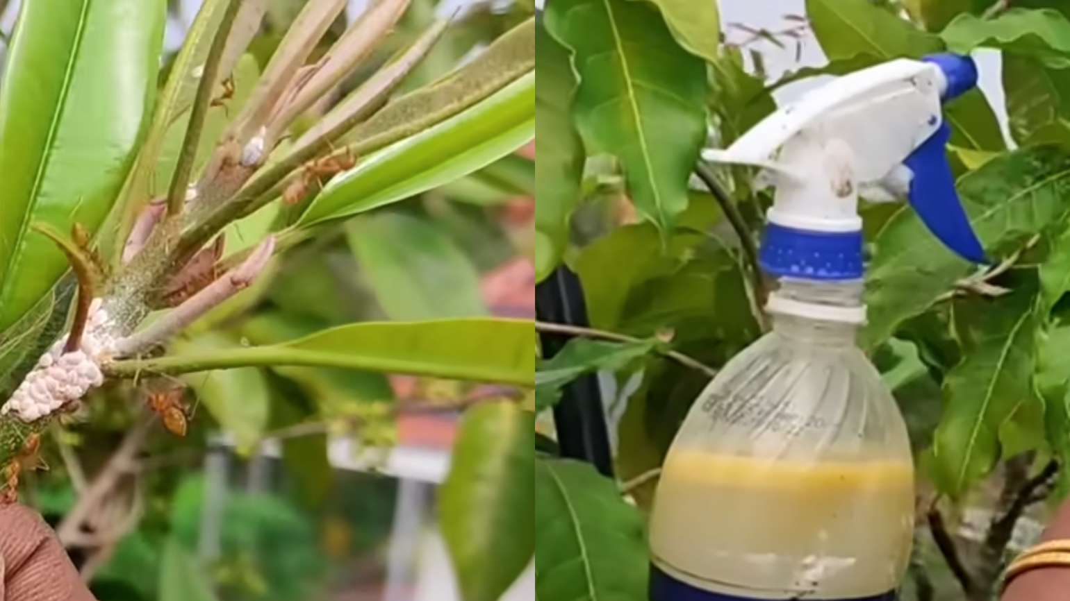 How to Get Rid of Mealybugs and Whiteflies Organically 4 Home Remedies That Actually Work