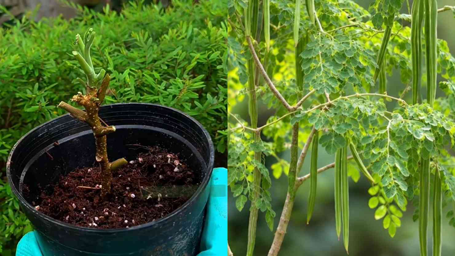 How to Grow Drumstick Tree at Home Propagation Methods and the Secret to Maximum Yield