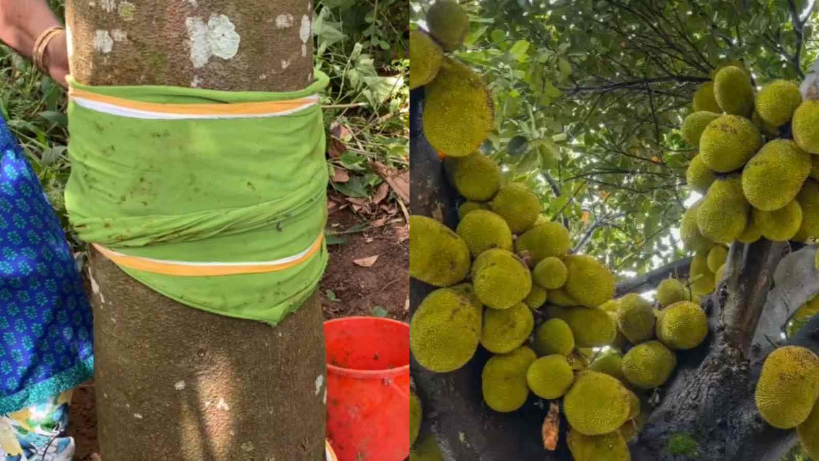 How to Grow Jackfruit in Kerala Essential Tips for a Massive, Sweet Harvest