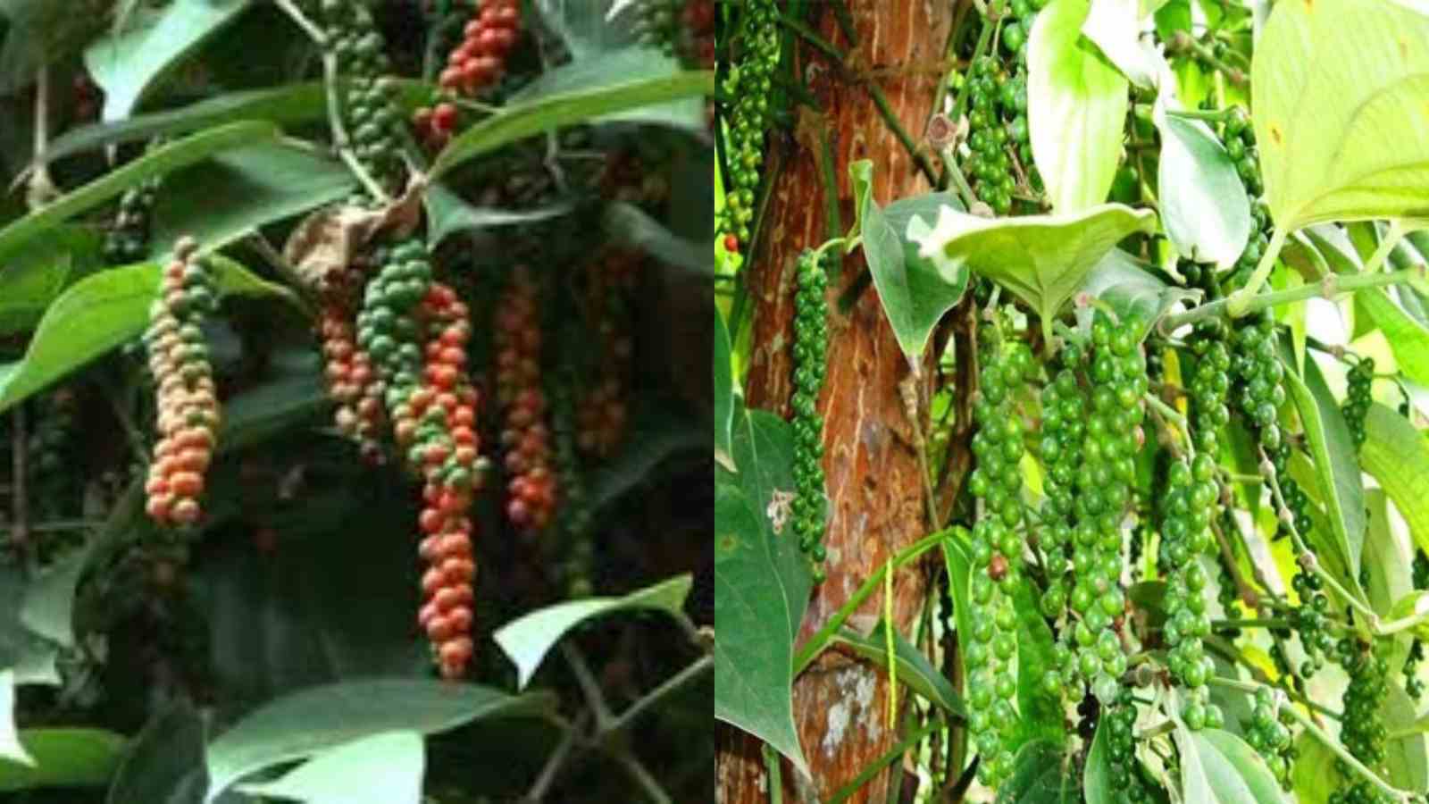 How to Maximize Black Pepper Yield in Kerala A Complete Cultivation Guide