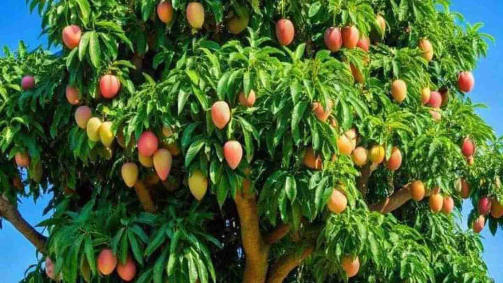 How to Maximize Your Mango Tree's Yield Pruning, Nutrients, and Watering Tips