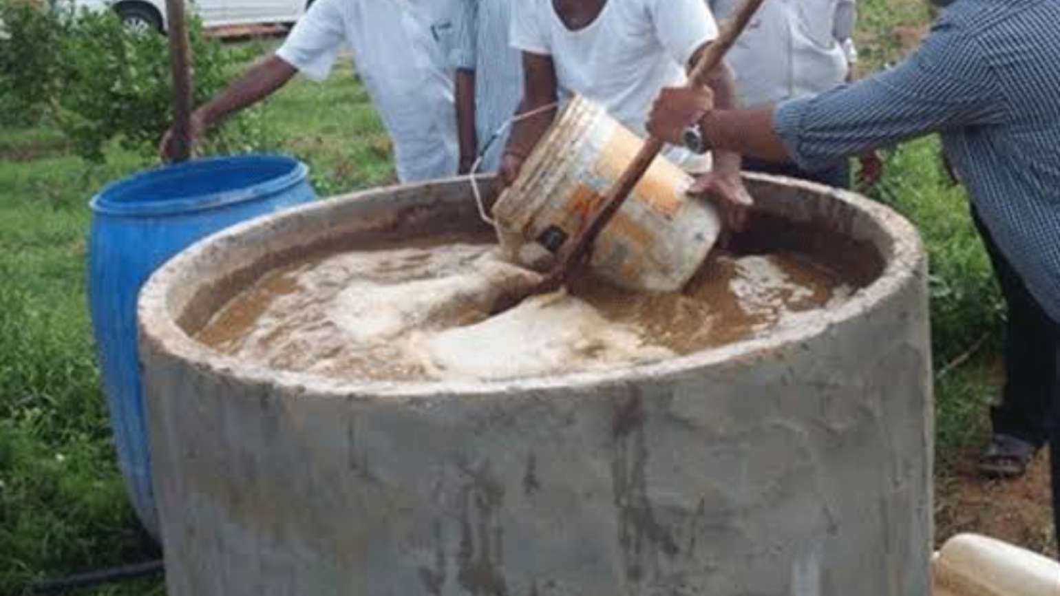 Jeevamrutham How to Brew Your Own Powerful Organic Liquid Fertilizer at Home