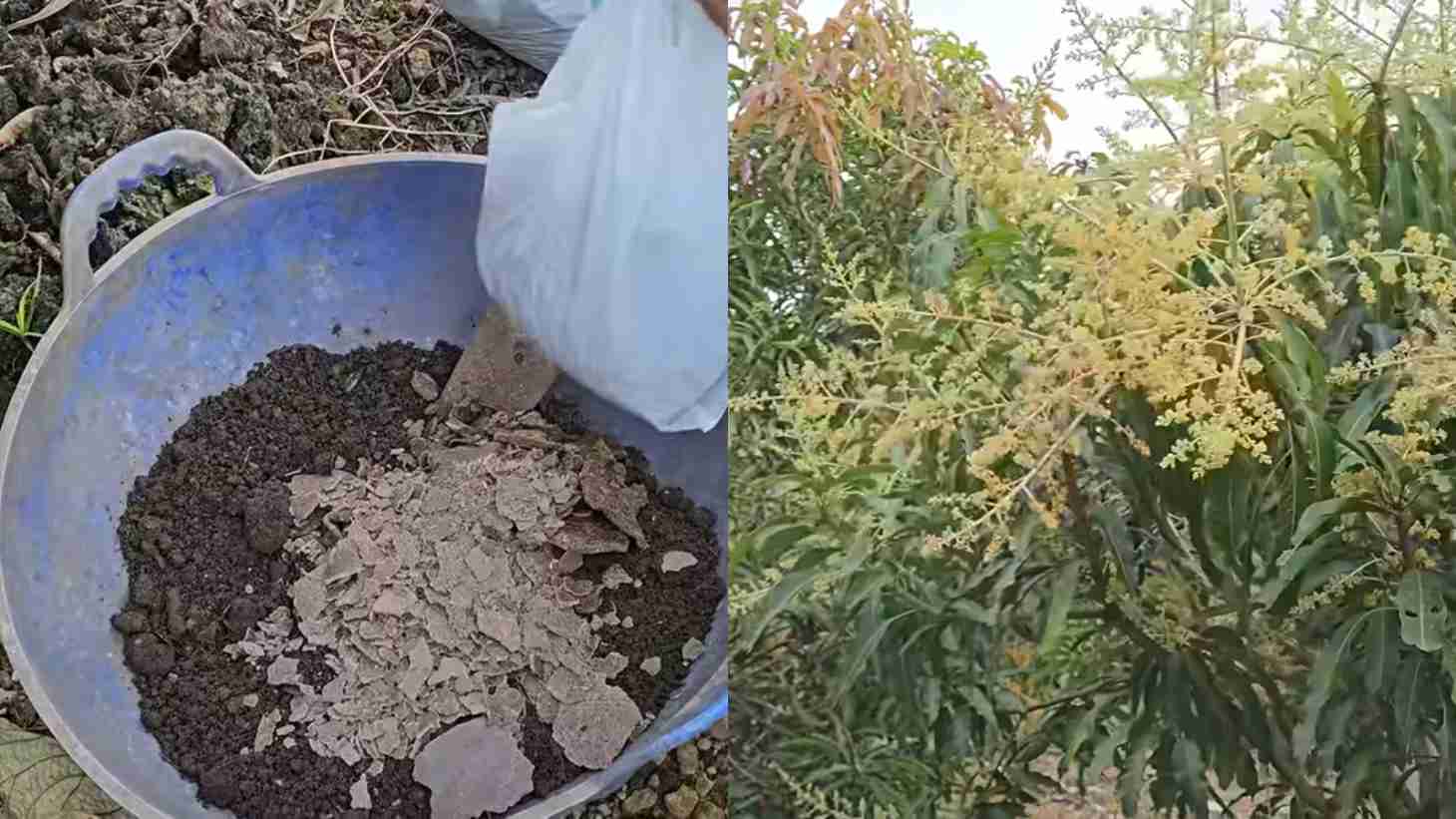 Mango Tree Care During Early Flowering Fertilizer, Water, and Pest Protection Tips for a Healthy Harvest