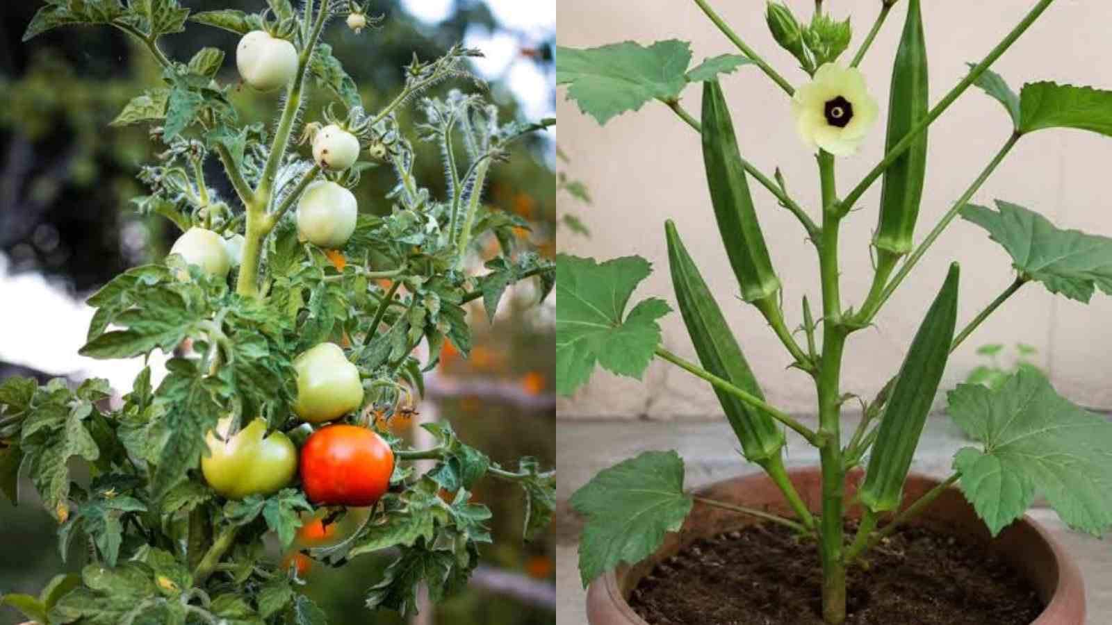 October in Kerala The Perfect Time to Start Your Vegetable Garden