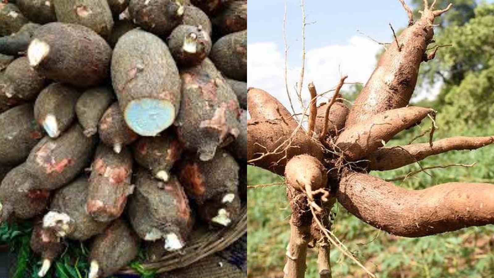 Tapioca Cultivation in Kerala A Complete Guide for a Heavy, Starch-Rich Harvest