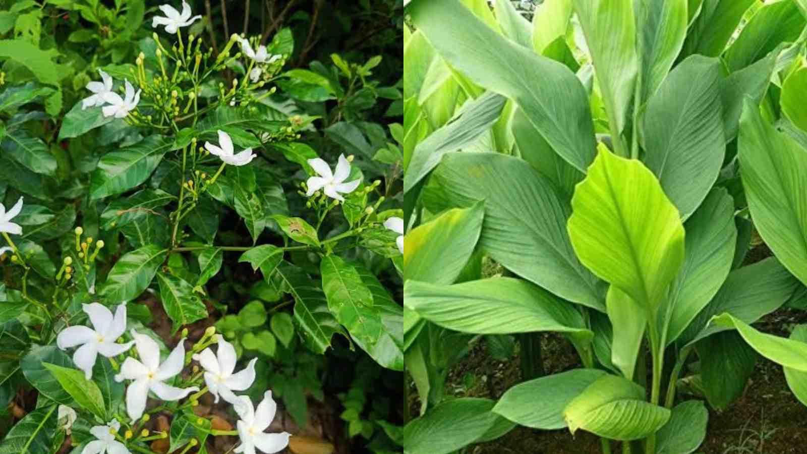 Vastu Plants for Wealth Turmeric, Crepe Jasmine, and Mukkutti