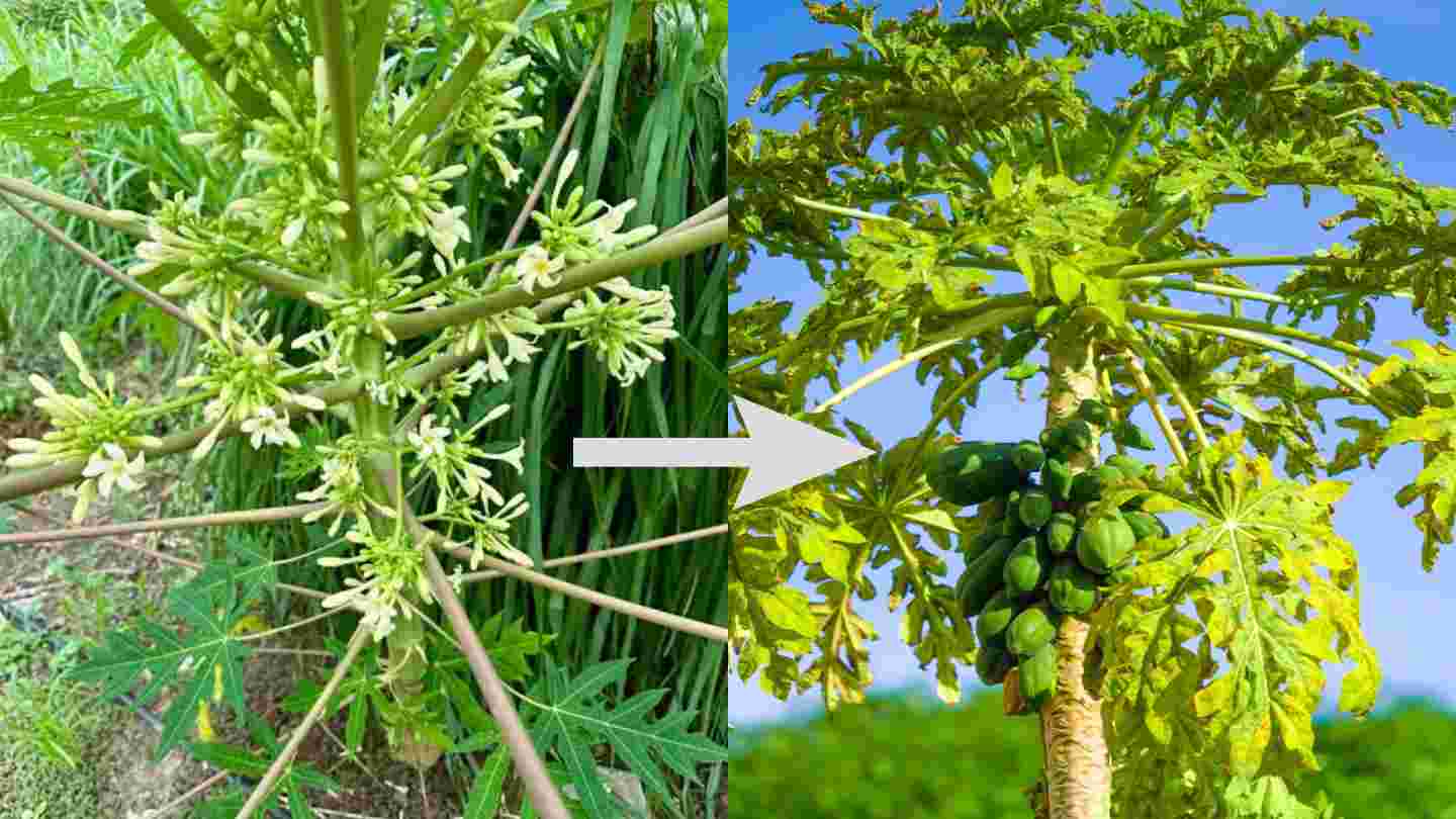Wedge Grafting Papaya How to Transform a Male Tree Into a High-Yielding Producer
