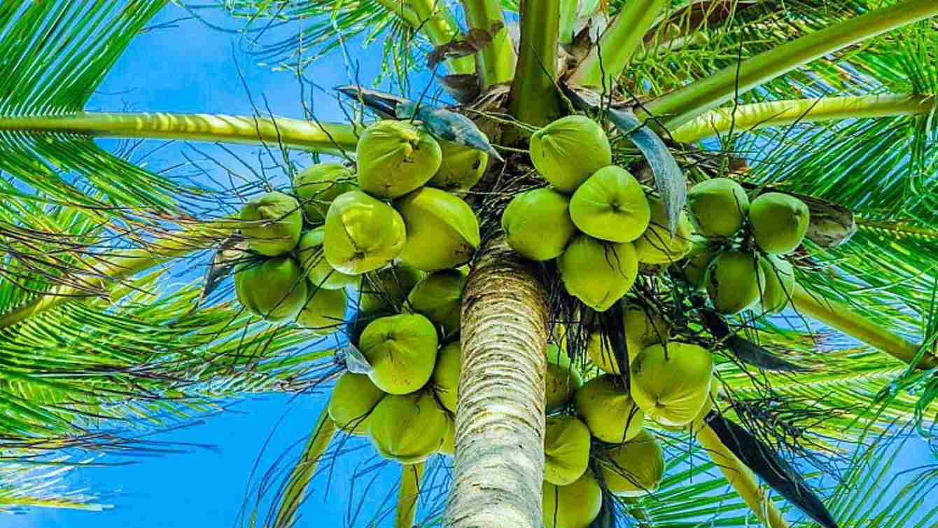 cocnut tree tips yield